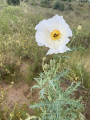 Argemone pleiacantha