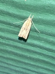Helcystogramma hystricella