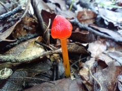 Hygrocybe conica
