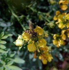 Allograpta neotropica