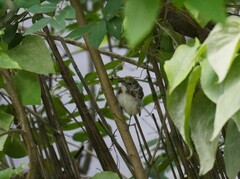 Setophaga pensylvanica