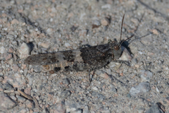 Trimerotropis pallidipennis
