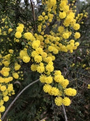 Acacia paradoxa