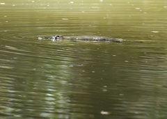 Ornithorhynchus anatinus