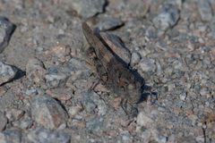 Trimerotropini