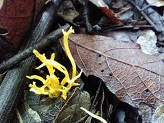 Clavariaceae
