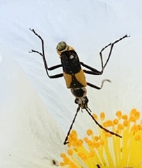Chauliognathus deceptus