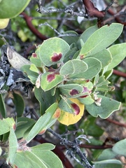 Exobasidium arctostaphyli