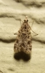 Eudonia heterosalis