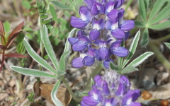 Lupinus kuschei