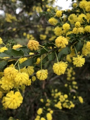 Acacia paradoxa