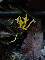 Clavariaceae