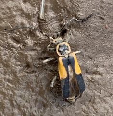 Chauliognathus deceptus