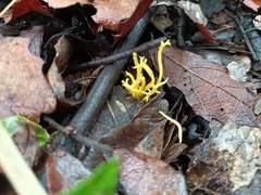 Clavariaceae