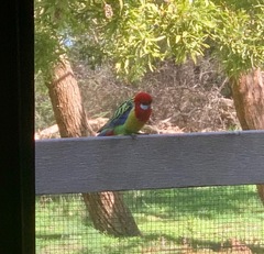 Platycercus eximius eximius