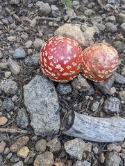 Amanita muscaria flavivolvata