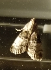 Pococera asperatella