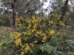 Acacia paradoxa