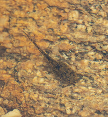 Hyla arenicolor