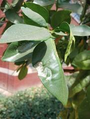 Phyllocnistis citrella