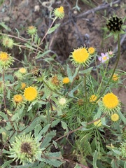 Grindelia squarrosa