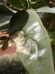 Phyllocnistis citrella