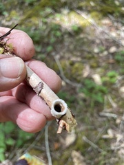 Nidulariaceae