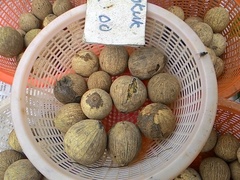 Scorodocarpus borneensis