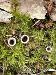 Nidulariaceae