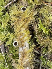Nidulariaceae
