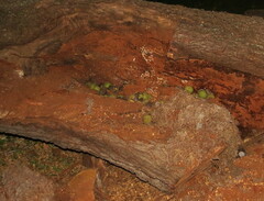 Tamiasciurus hudsonicus