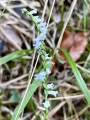 Spiranthes tuberosa