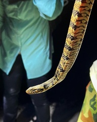 Nerodia fasciata pictiventris