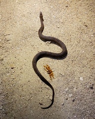 Nerodia fasciata pictiventris