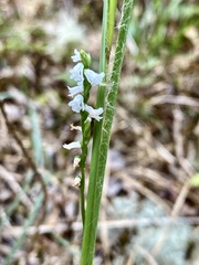 Spiranthes tuberosa