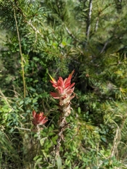 Castilleja miniata