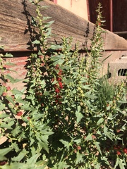 Blitum virgatum