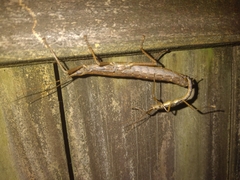 Anisomorpha buprestoides