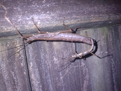 Anisomorpha buprestoides