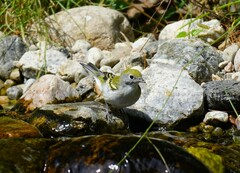 Setophaga pensylvanica
