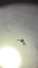Xysticus texanus