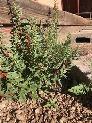 Blitum virgatum