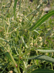 Atriplex patula