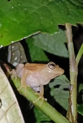 Raorchestes luteolus