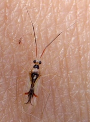 Hyaliodes