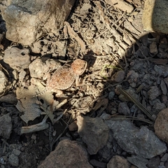 Phrynosoma hernandesi