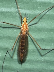 Nephrotoma ferruginea