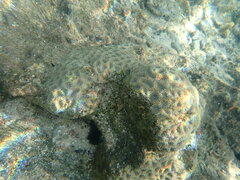 Acanthastrea