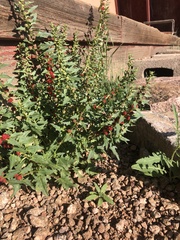 Blitum virgatum