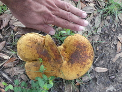 Tylopilus balloui